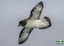 Cape petrel
