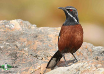 Cape Rockjumper