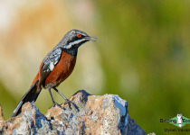 Cape Rockjumper