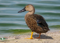 Cape Shoveler