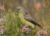 Cape Siskin