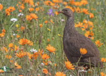 Cape spurfowl