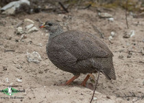 Cape spurfowl