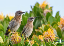 Cape Sugarbird