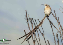 Cape Sugarbird