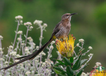 Cape Sugarbird