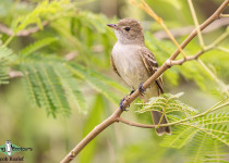 Caribbean Elaenia