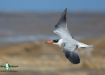 Caspian Tern