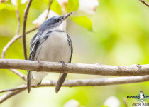 Cerulean Warbler