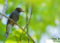 Chestnut-fronted Helmetshrike