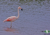 Chilean Flamingo