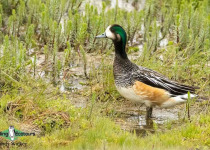 Chiloe Wigeon