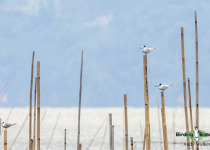 Chinese Crested Tern