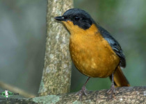 Chorister Robin-Chat