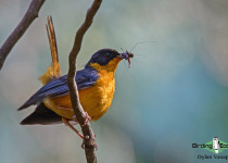 Chorister Robin-Chat