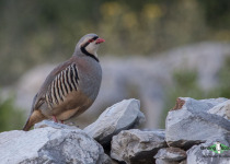 Chukar Partridge