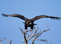 Cinereous Vulture