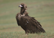 Cinereous Vulture