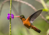 Cinnamon Hummingbird
