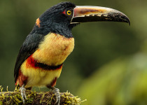 Collared Aracari
