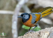 Collared Laughingthrush