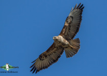 Common Buzzard