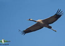 Common Crane