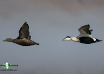 Common Eider