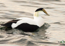 Common Eider