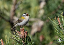 Common Firecrest