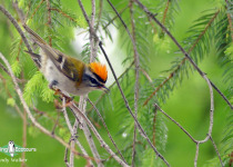 Common Firecrest