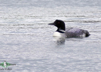 Common Loon