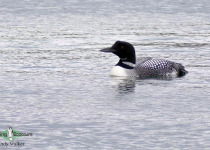 Common Loon