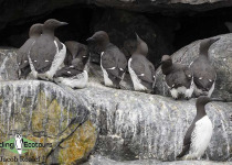 Common Murre