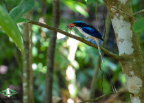 Common Paradise Kingfisher