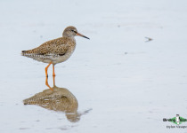 Common Redshank