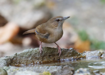 Abbott's babbler