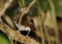 Abbott's babbler