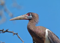 Abdim's Stork