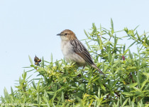 Aberdare Cisticola