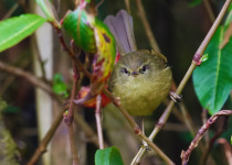 Aberrant Bush Warbler