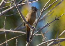 Abert's towhee