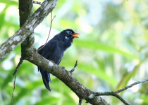 Abyssinian catbird