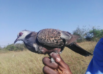 Abyssinian collared dove