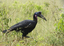 Abyssinian ground hornbill