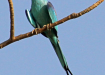 Abyssinian Roller