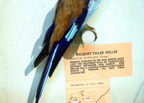 Abyssinian roller