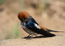 Abyssinian Swallow