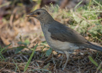 Abyssinian thrush