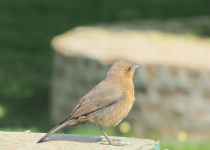 Abyssinian Wheatear